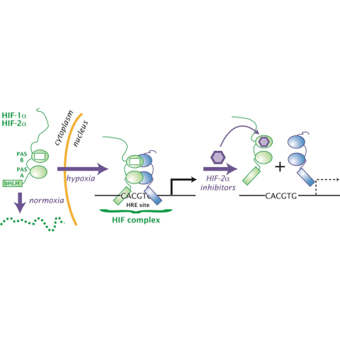 In people with VHL disease, HIF protein complexes accumulate and promote tumor growth. By binding to HIF-2α (green portion of the HIF protein complex), belzutifan (purple hexagon) inhibits HIF’s tumor-promoting activity.