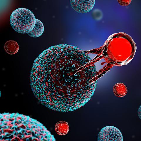 Three-dimensional illustration of a T cell attacking a cancer cell