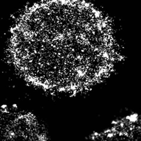 B cells imaged using super-resolution microscopy