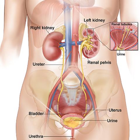 Anatomy of female urinary system