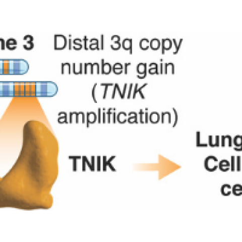 Proposed model on how amplified TNIK contributes to LSCC progression