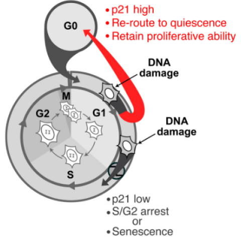 New Findings Show How Damaged Cells Survive The Cell Cycle | Center For ...