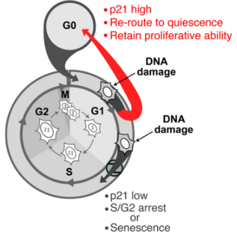 DNA damage during a critical phase in the cell cycle called G1