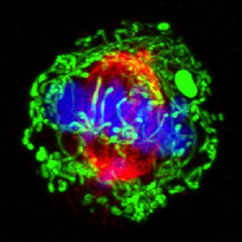 Cell division in breast cancer