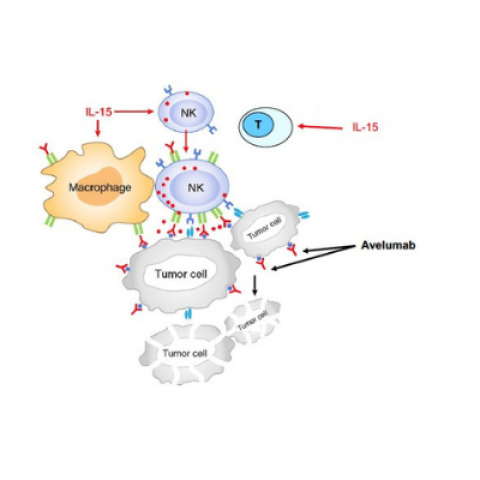 Adapted "Schema of in vivo working model between T-cells, NK cells and macrophages and Avelumab during antitumor immune response