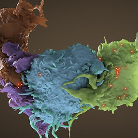 Three-dimensional structure of HIV infected and uninfected T cells interacting