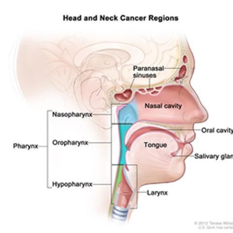 Head and neck cancer regions