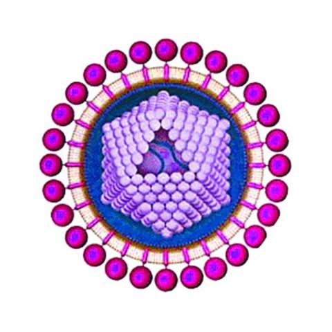 Human T-cell leukemia virus