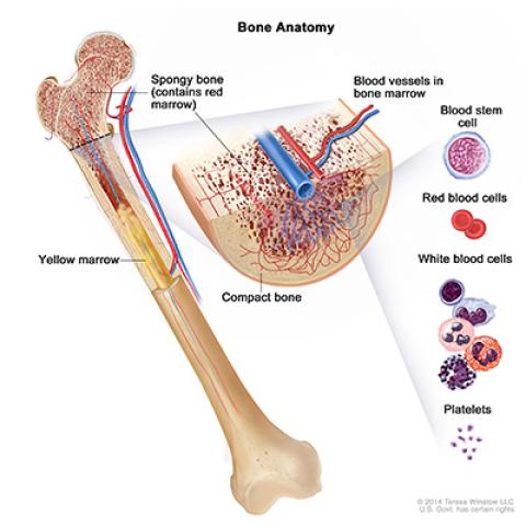Bone anatomy