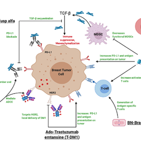 New Clinical Trial Studies Immunotherapy Combination For Metastatic ...