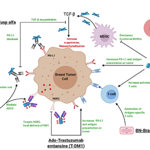 Immunotherapy agents