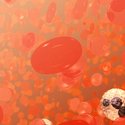 Blood cell