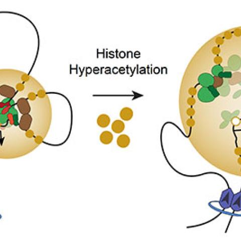 histone hyperacetylation model
