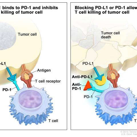 Immune Checkpoint Inhibitor (PD-1)