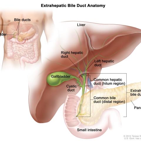 Anatomy of the extrahepatic bile ducts