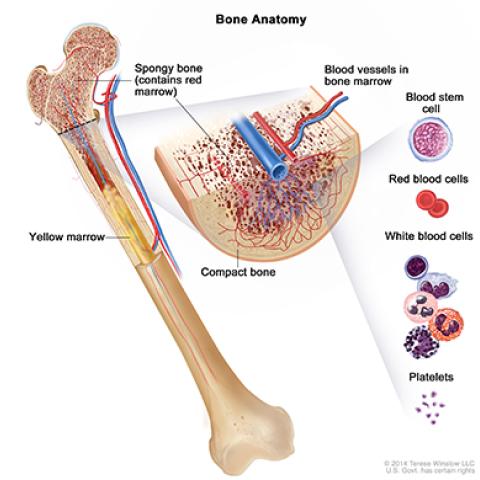 bone anatomy