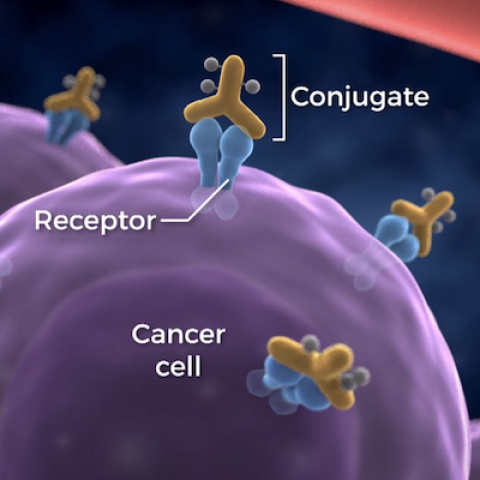 photoimmunotherapy