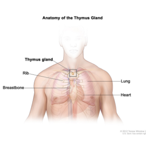 anatomy of thymus gland