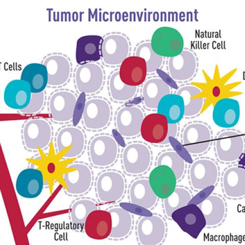 Cartoon illustration showing how a variety of cell types surround and interact with cancer cells