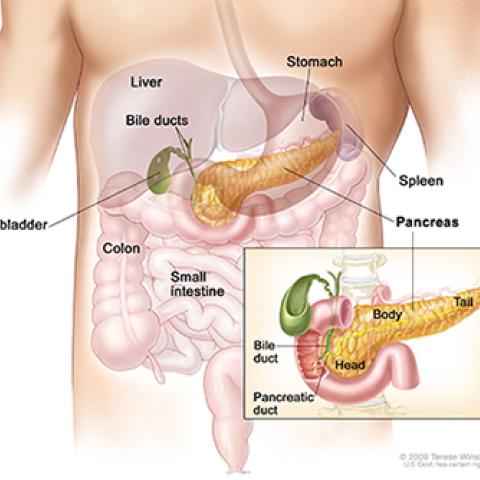 anatomy of the pancreas