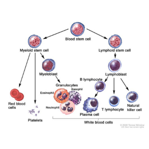 Blood cell development