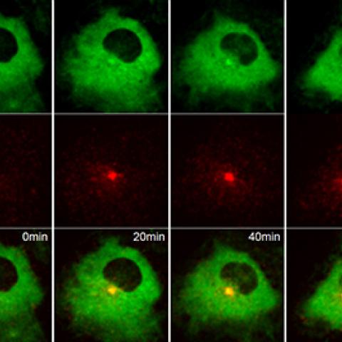 Live-cell fluorescence imaging showing Rabin8, labeled green, binding to Rab11a, labeled red, minutes after serum starvation in