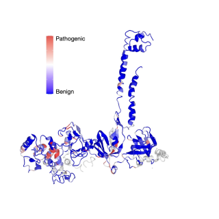 Image of the BRCA2 protein with a sliding scale of color indicating the regions containing certain variants. Blue regions contain benign variants, while red regions contain pathogenic regions.