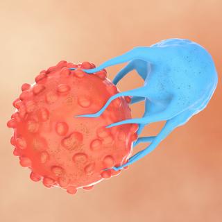 Stock image depicting a CAR T cell (blue) attacking a cancer cell (orange). Image: iStock