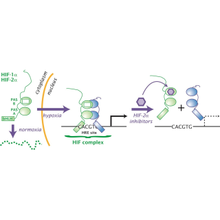 In people with VHL disease, HIF protein complexes accumulate and promote tumor growth. By binding to HIF-2α (green portion of the HIF protein complex), belzutifan (purple hexagon) inhibits HIF’s tumor-promoting activity.