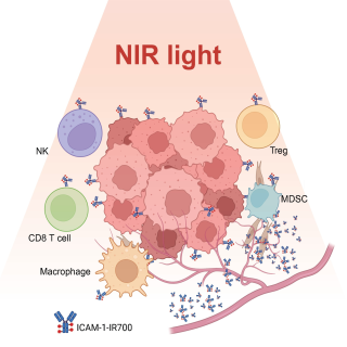 Graphic depiction of near-infrared photoimmunotherapy (NIR-PIT) targeted against ICAM-1 markers (small, blue, Y-shaped), causing cancer cell death and suppressed tumor growth (pink cluster, center). 