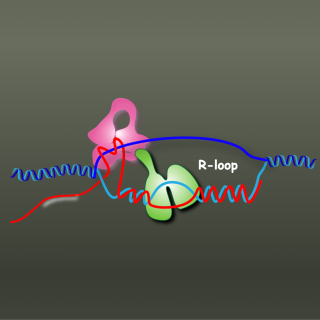 TOP3B (pink structure) and DDX5 (green structure) are working together to unwind and cut a tangled R-loop.