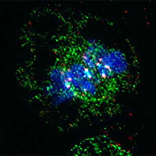 chromosomes