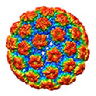 HPV cell