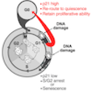DNA damage during a critical phase in the cell cycle called G1