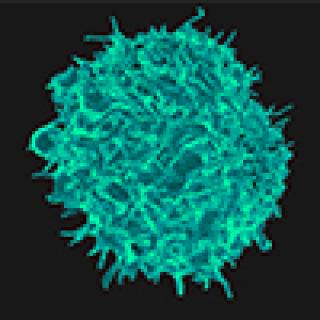 A scanning electron micrograph of a T lymphocyte