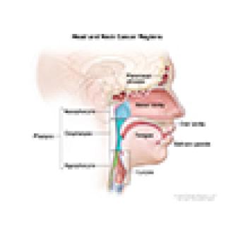 Head and neck cancer regions