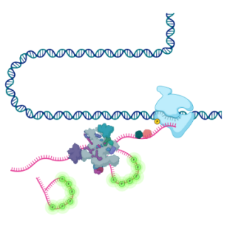 Schematic showing the transcription of DNA into RNA
