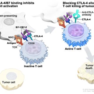 Immune checkpoint inhibitor