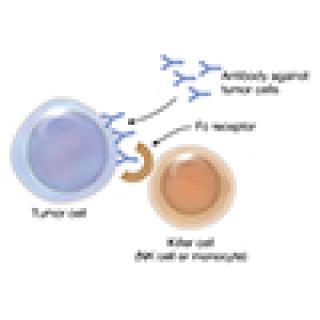 Antibody-dependent cell-mediated cytotoxicity