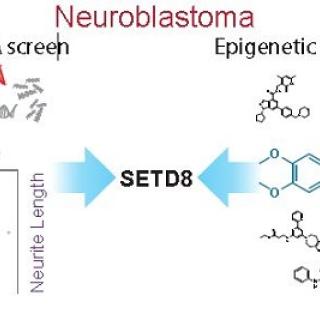 results of genetic and chemical-based screens in neuroblastoma cell lines