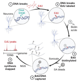 Schematic of SAR-seq methodology