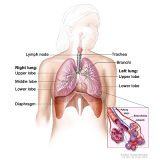 Respiratory System Anatomy