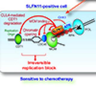DNA-targeted chemotherapy