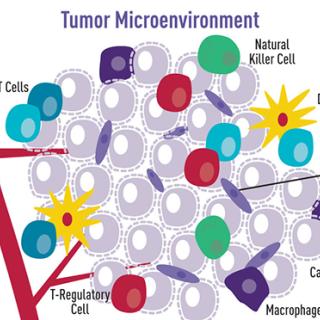 Cartoon illustration showing how a variety of cell types surround and interact with cancer cells