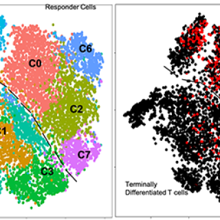 T cell analysis