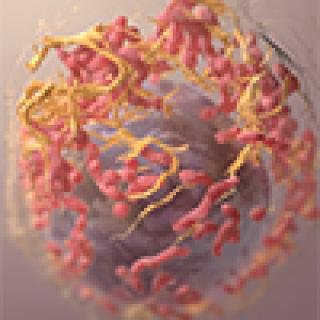 3D structure of a melanoma cell