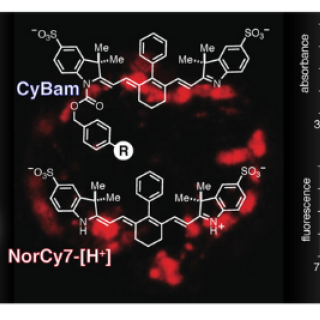 New chemical compounds developed by CCR researchers and clinicians are safe and highly effective in fluorescently highlighting m