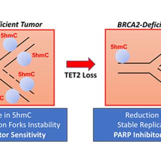 PARP inhibitor
