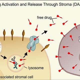 illustration of antibody-drug conjugate