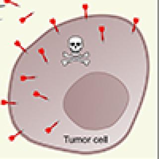 Tumor cell